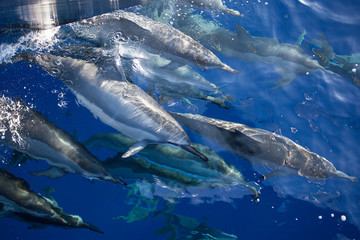 Pod of Dolphins swimming just underwater in the tropics