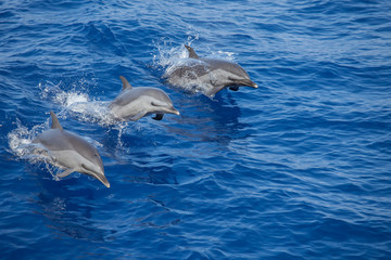 Naklejka premium Dolphins Leaping Out of the Water in Unison