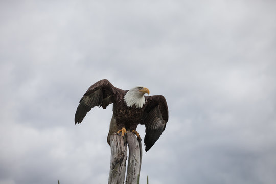 Magestic Eagle Taking Flight From Close Below