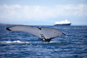 Obraz premium White Humpback Whale Tail Close Up with a blue and white boat in the distance