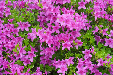 close up on blooming purple rhododendron in spring