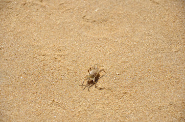A small crab on the beach in the afternoon.