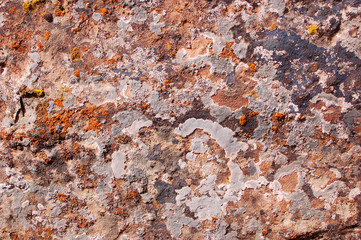 Multi-colored lichen on sandstone in the Bears Ears wilderness of the Southern Utah desert