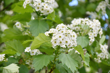 White Hawthorn flowers