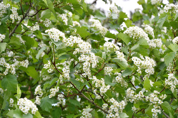 White Hawthorn flowers