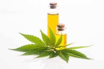 marijuana plant and cannabis oil