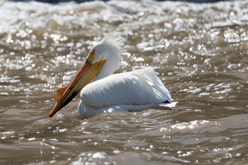 American Pelican on Red River