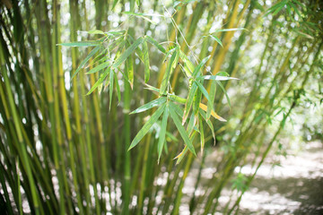 Bamboos Forest background with natural bamboo