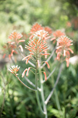 Aloe arborescens blooming with pink flowers