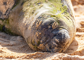 Obraz premium Hawaiian Munk Seal spoczywa na plaży