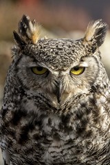 Portrait and profile of a great horned owl
