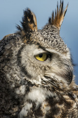 Portrait and profile of a great horned owl