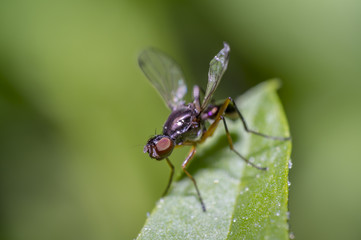 small fly on green leaf in the season garden