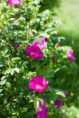 Flowers of briar bush close-ups in a bright spring sunny day. Bright purple hips
