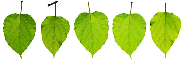Green leaf isolated.