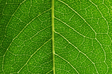 close up of green leaf texture