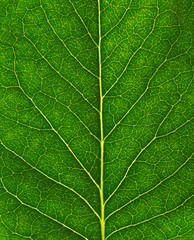 close up of green leaf texture