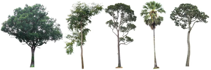 Photo sur Plexiglas Arbres Big tree isolated.