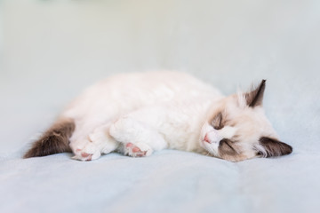 Fototapeta na wymiar Ragdoll kitten sleeping