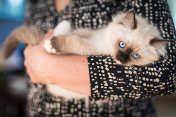Ragdoll kitten in the arms of a woman