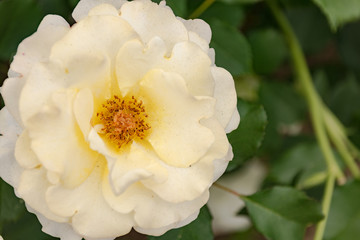 薔薇(和音)