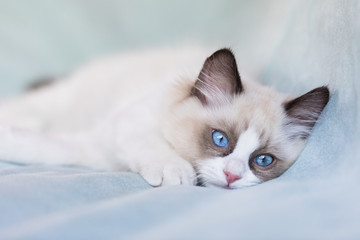 Ragdoll kitten