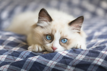 Cute ragdoll kitten