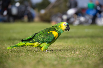 Parrot strolling on grass field