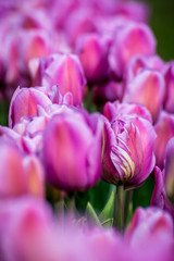 One outstanding tulip in a field of pink tulips