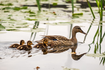 Ducklings waddle on lily pads and swim on a lake in Seattle