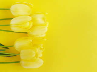 Fototapeta premium Yellow tulips on a yellow background, top view, flat lay.