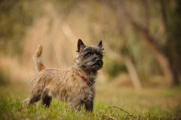 Cairn Terrier dog outdoor portrait standing in natural field with trees