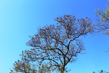 Árbol de Jacarandas en algún lugar de Chilpancingo, Guerrero