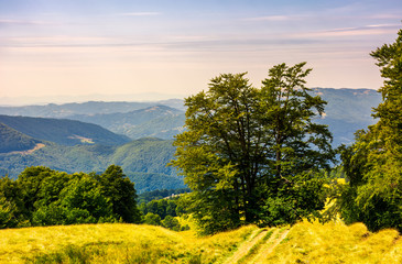 tree by the country road winding down the hill. birch forest on the grassy hillside in the...
