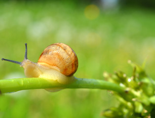 snail on dandelion stem on blurred green field background, beautiful gentle fresh natural landscape, macro, wildlife