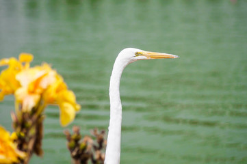 Garza