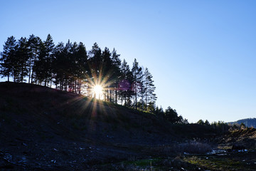 Fototapeta premium the sun's rays at sunset pass through the trees