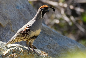 A Gambel's Quail Stands on a Boulder