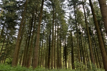 Obraz premium Forêt 