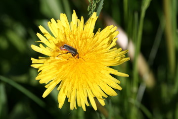 Käfer auf Löwenzahnblüte 2