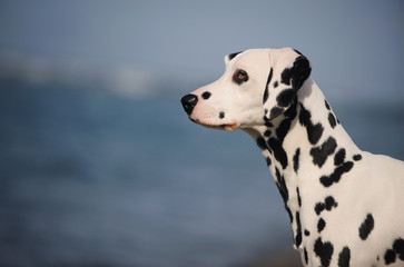 Dalmatian dog outdoor portrait by blue water