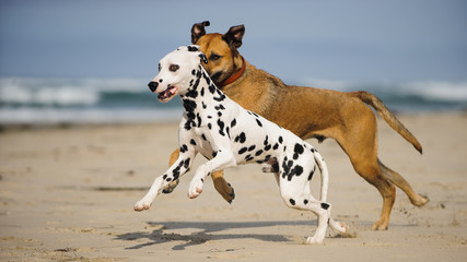 Dalmatian dog and mixed breed Shepherd dog running on ocean beach