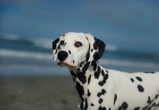 Dalmatian dog outdoor portrait by blue ocean water