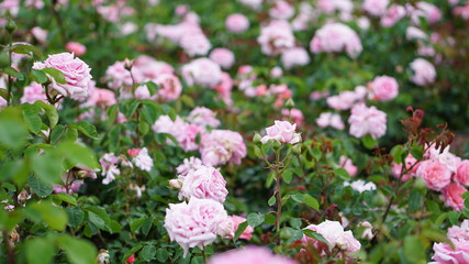 Fototapeta premium Spring rose flowers in the garden