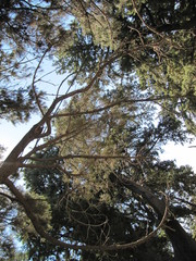Crowns of trees