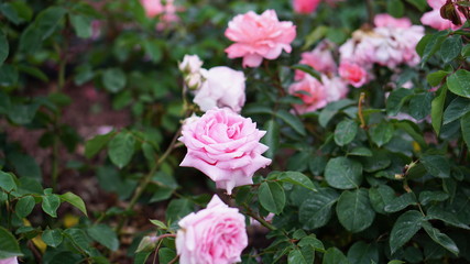 Spring rose flowers in the garden