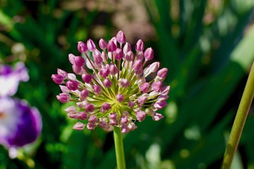 Pink Budding Flower