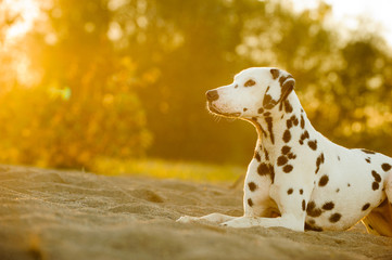 Dalmatian dog outdoor portrait lying down in field with afternoon light