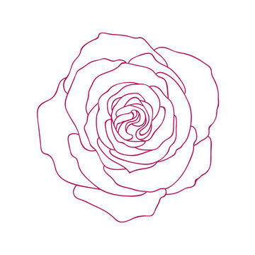 Linear graphic art of rose flower