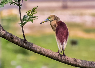 Pond Heron Bird